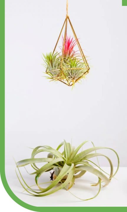 Shop of Airplant Tillandsia from Guatemala