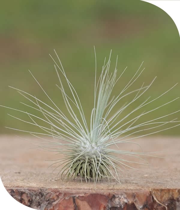 Argentea Tillandsia Airplant