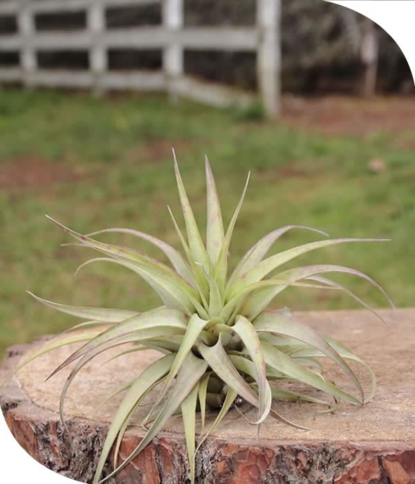 Branch Multiflora Tillandsia Airplant