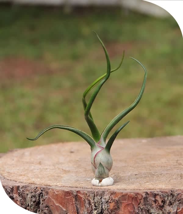 Bulbosa Tillandsia Airplant