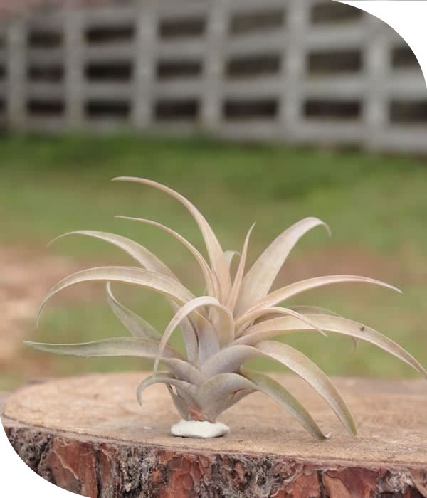 Capitata Tillandsia Airplant