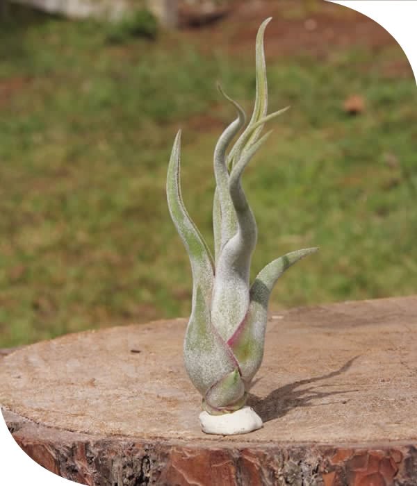 Caput Tillandsia Airplant