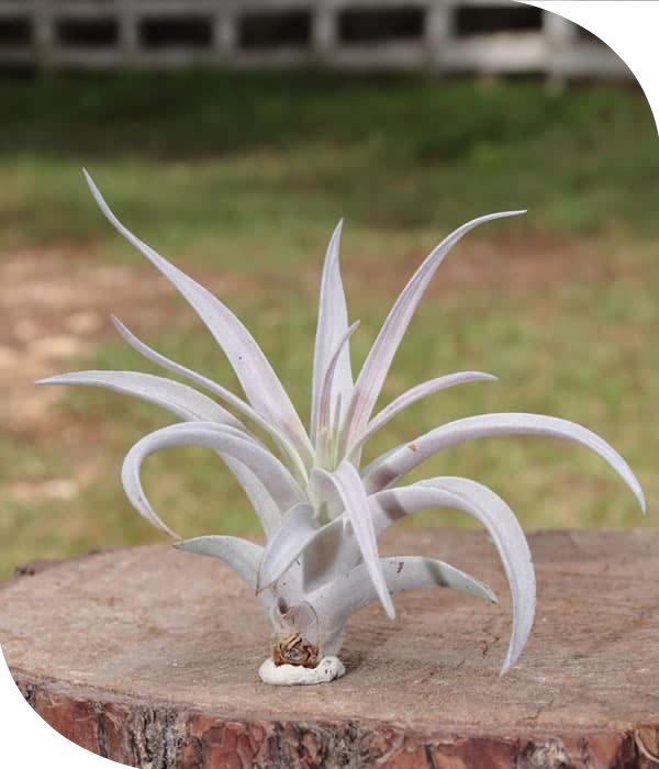 Harisi Tillandsia Airplant