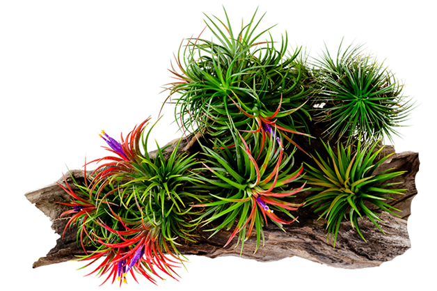 Tillandsia Airplant from Guatemala