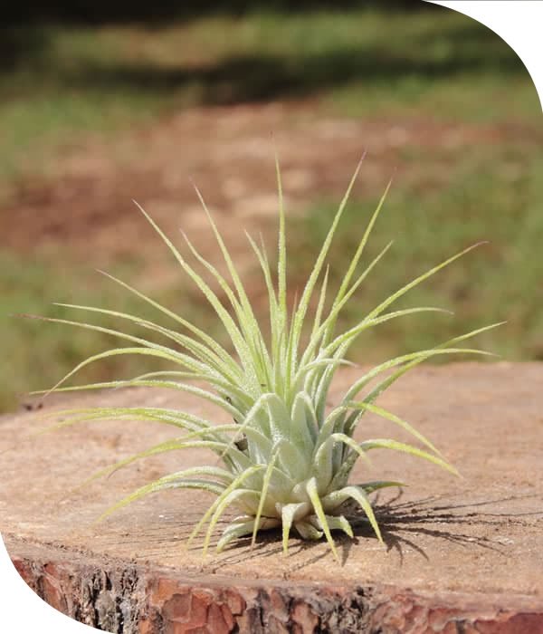 Ionantha Tillandsia Airplant