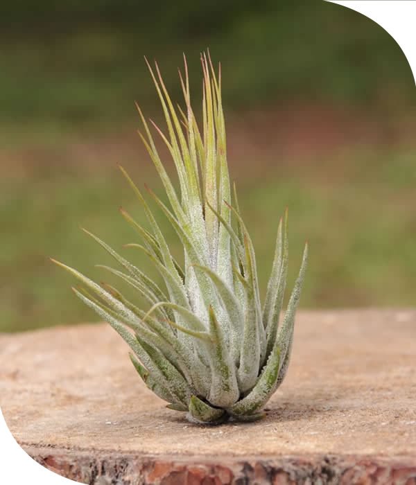 Ionantha Scaposa Tillandsia Airplant