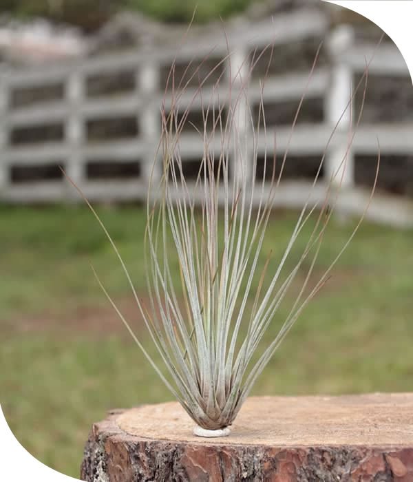 Juncea Tillandsia Airplant