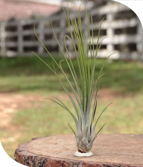 Juncifolia Tillandsia Airplant