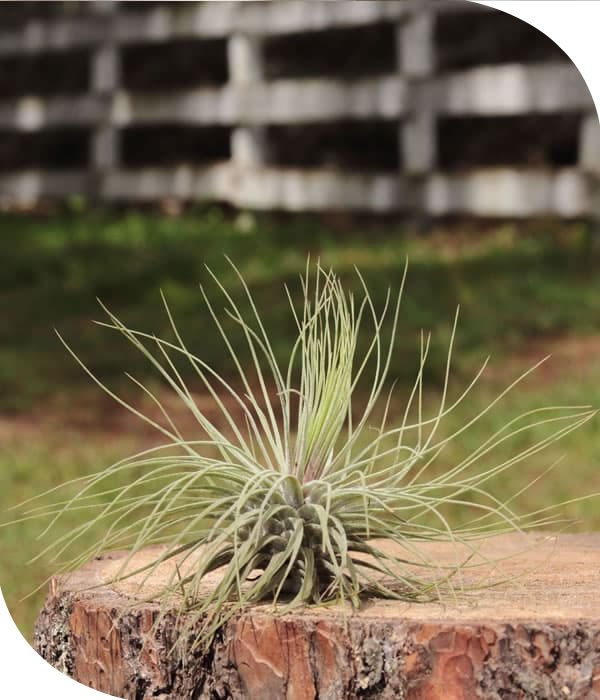 Magnusiana Tillandsia Airplant