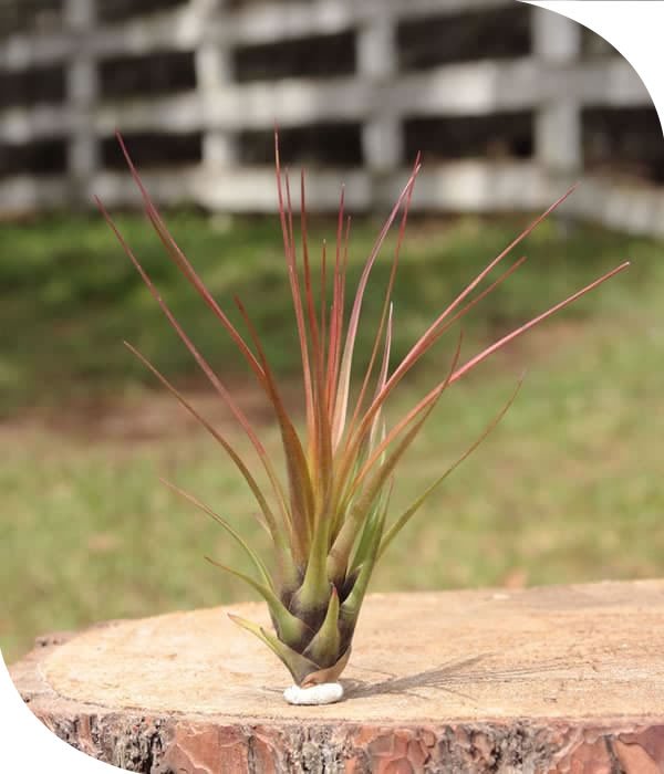 Melano tricolor Tillandsia Airplant