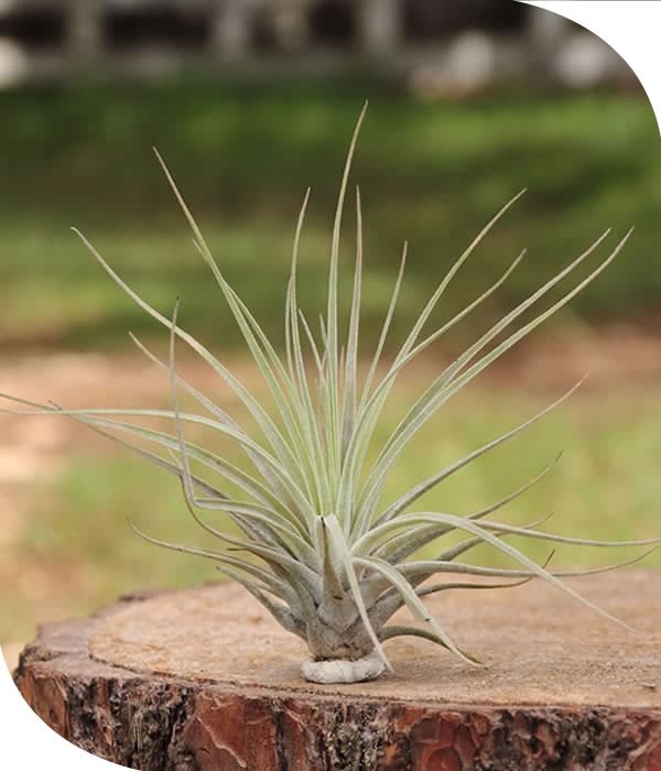 Oaxacana Tillandsia Airplant