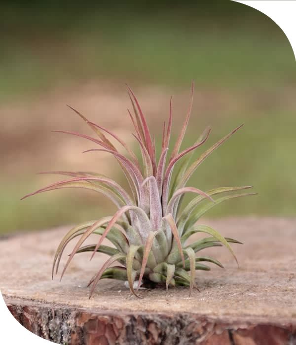 Rubra Tillandsia Airplant