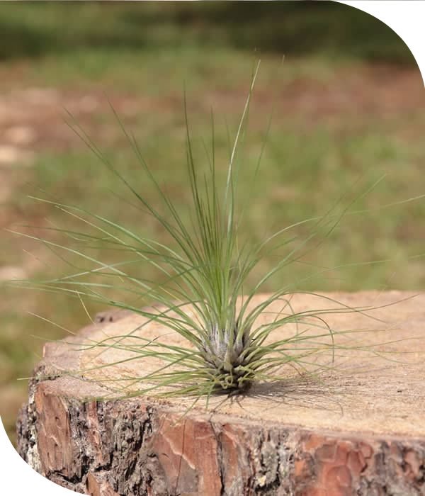 Tenuifolia Tillandsia Airplant