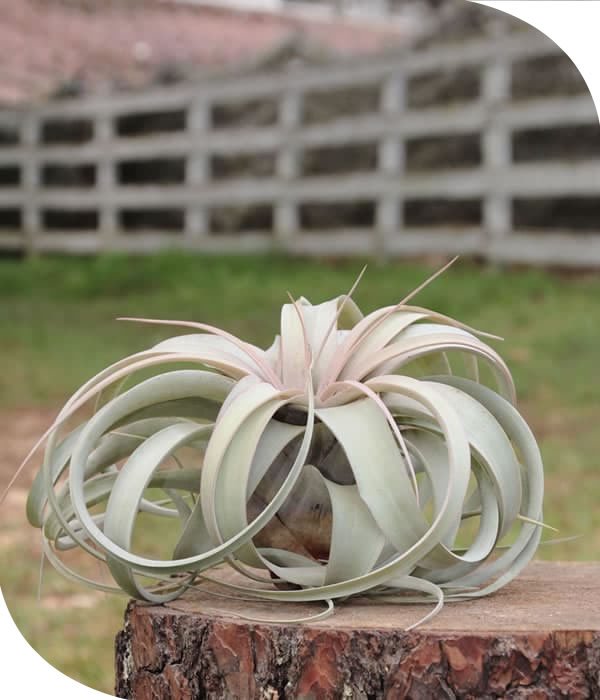 Xerographica Tillandsia Airplant